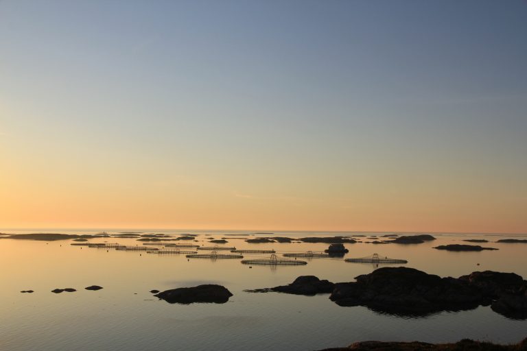 Marine Harvest sier de ikke kan slakte laksen på Hitra, men de får ikke sende den sørover