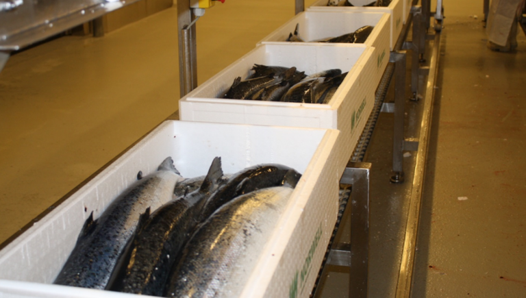 Lever av å lage isoporkasser for frakt av laks: – Plast har et ufortjent dårlig rykte
