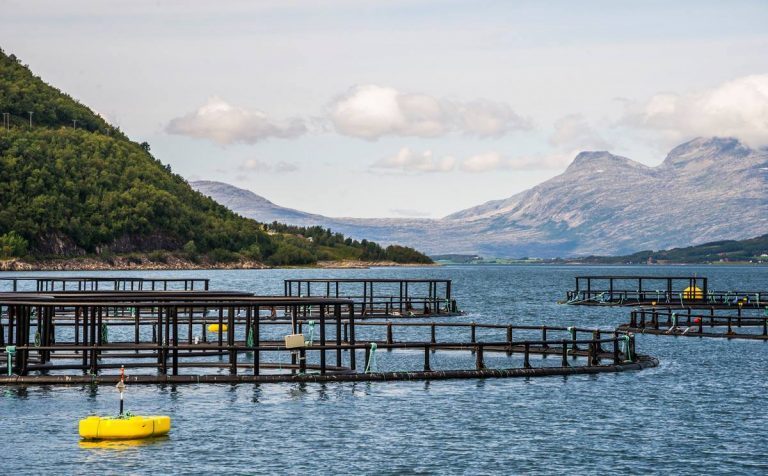 Liten nedgang for Salten Stamfisk