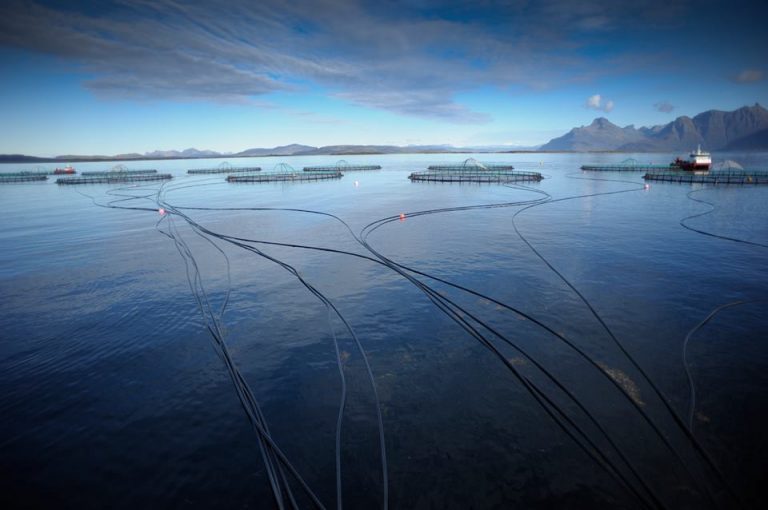 Problemfri flytting: Cermaq har evakuert 3,5 millioner fisk