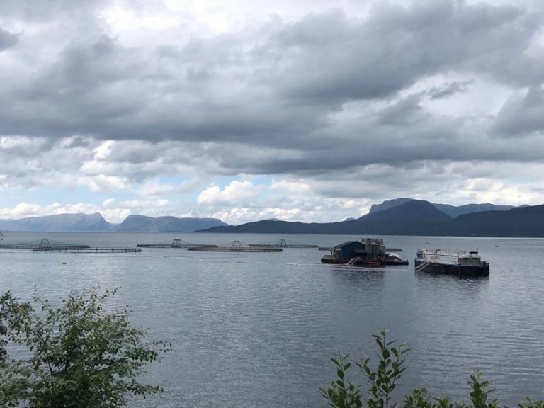Varm forsommer løfter fôrsalget