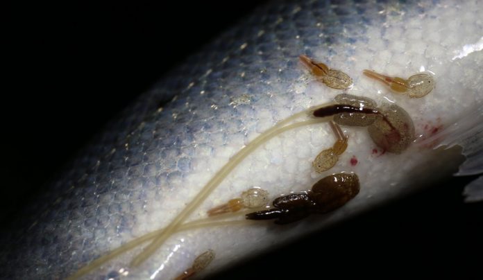 Lakselus