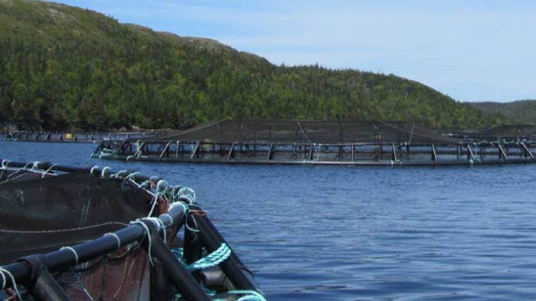Marine Harvest får grønt lys for å kjøpe kanadisk oppdretter for 2,1 milliarder kroner