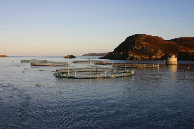 Leder i Chiles nasjonale havbrukskomité hardt ut mot Marine Harvest etter rømming: – Enormt uansvarlig
