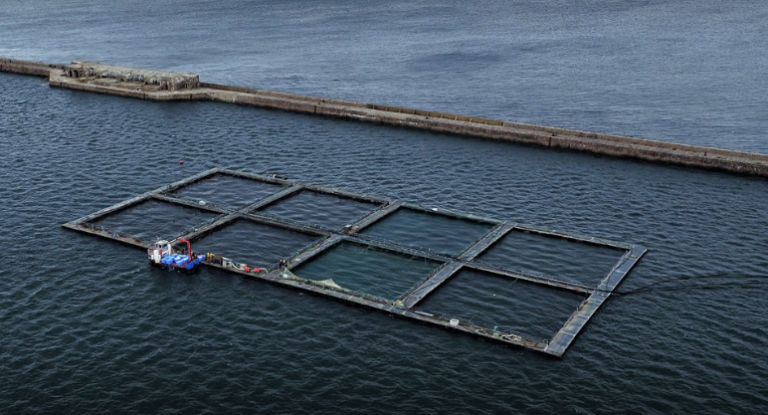 Fransk lakseoppdretter: – Vi burde være en stor havbruksnasjon