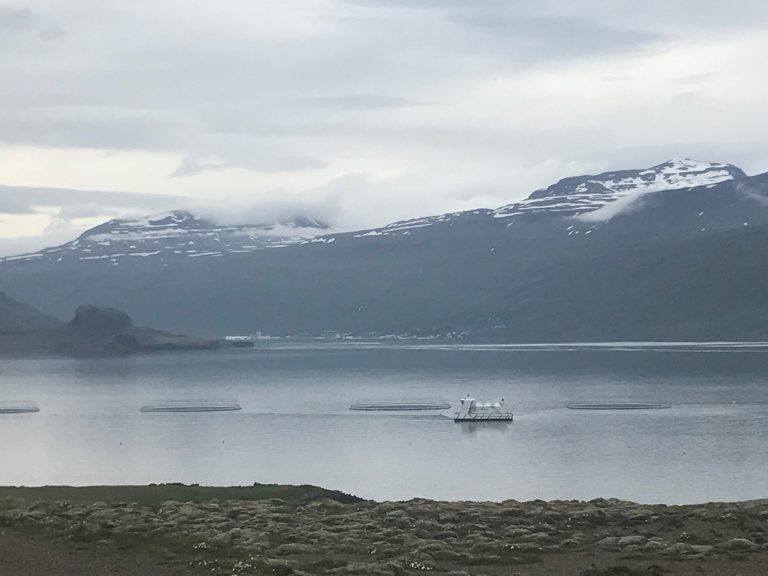 Måsøval rundet en halv milliard i omsetning, og bygger seg opp på Island