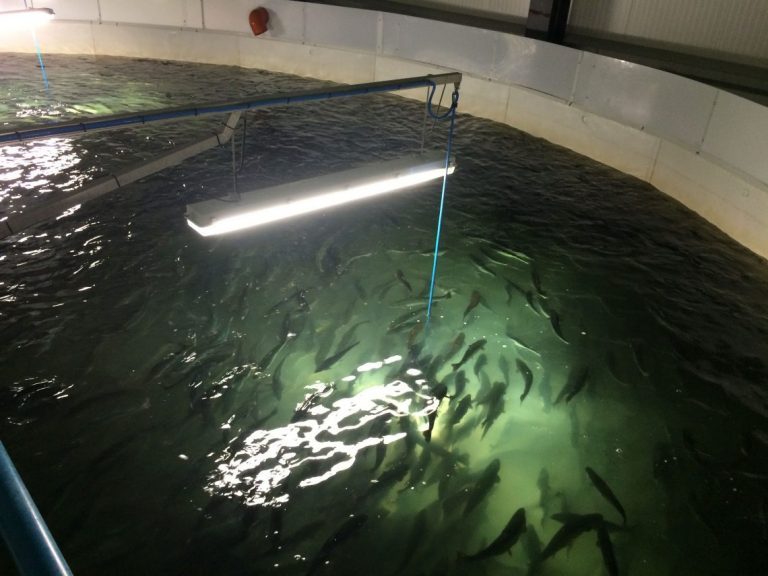 Salmonor dropper smoltanlegg i Bindal