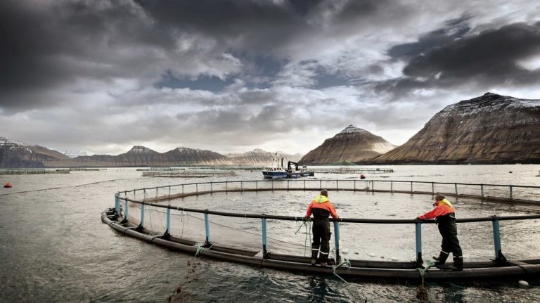 750.000 fisk døde på et par timer ved Bakkafrost-anlegg