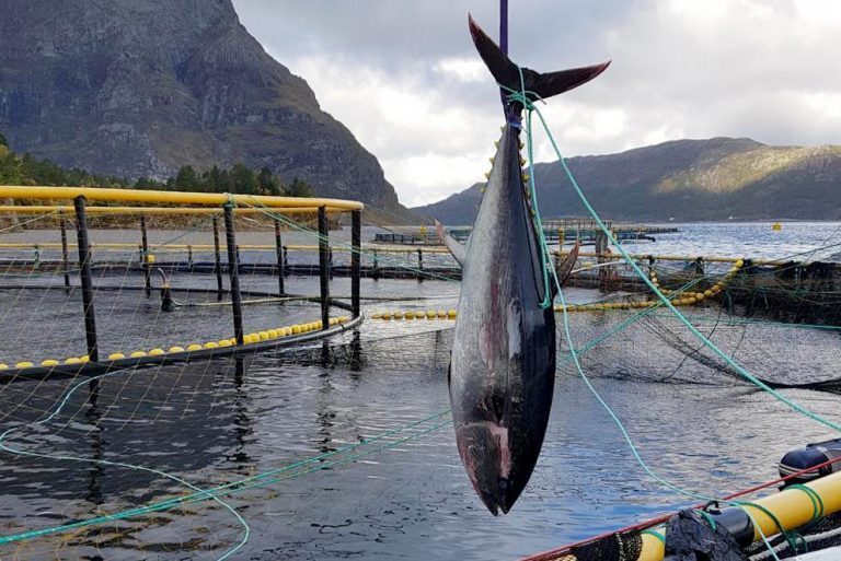 Makrellstørje i oppdrettsnot i Austevoll og Bremanger