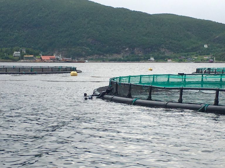 Siktet for å ha trengt seg inn på Grieg Seafood-anlegg: – Hadde ikke noe valg