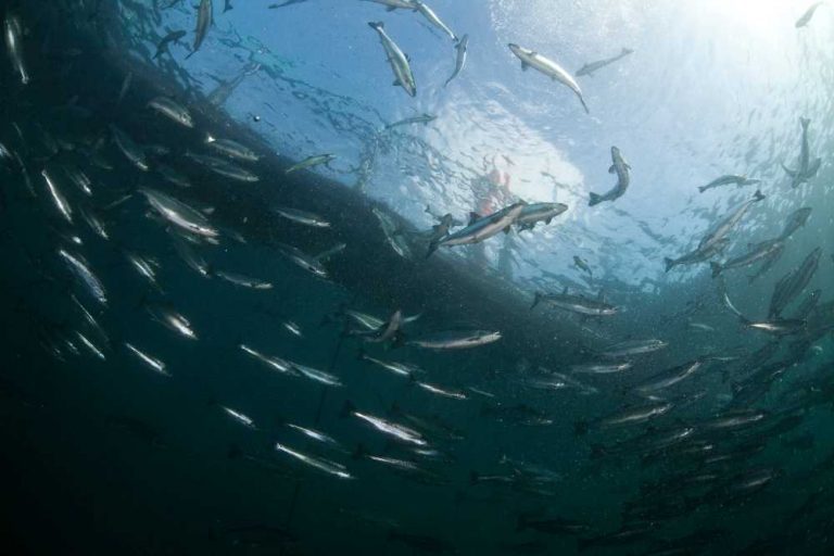 – Det kan virke som mange tror det er enkle vurderinger som blir gjort når det gjelder fiskehelse, men det stemmer ikke