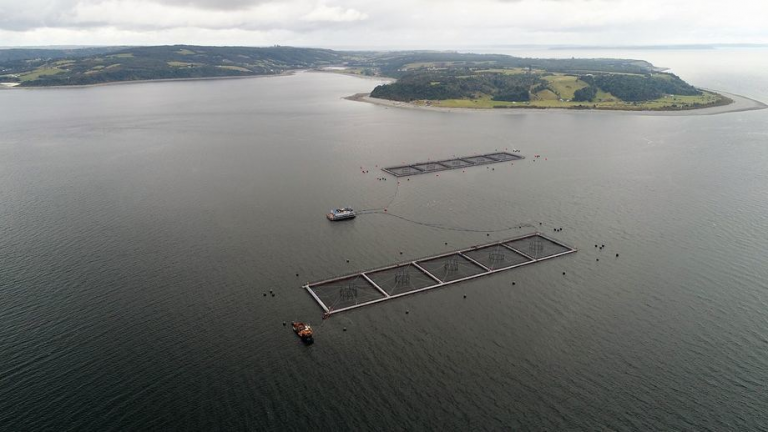 Fiskere går til massesøksmål mot Marine Harvest etter lakserømming