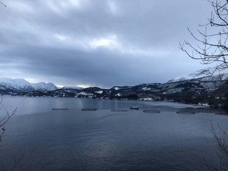 Storlakspriser nær hundrelappen i de tre siste uker