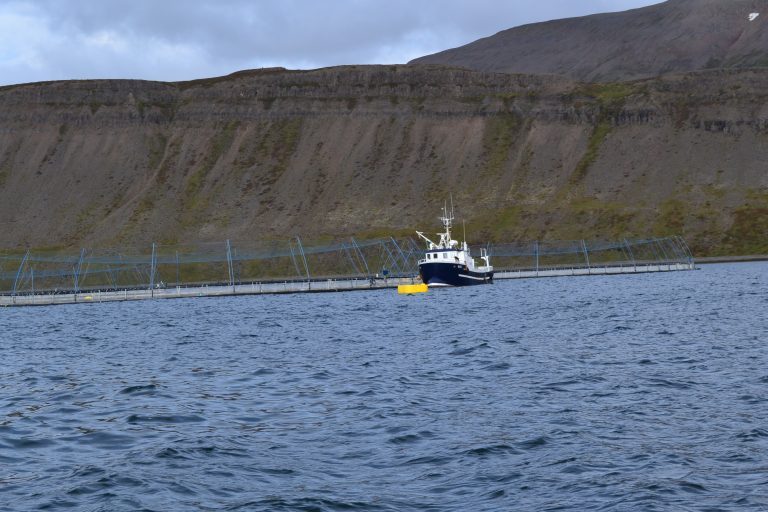 Mulig rømming hos Arnarlax