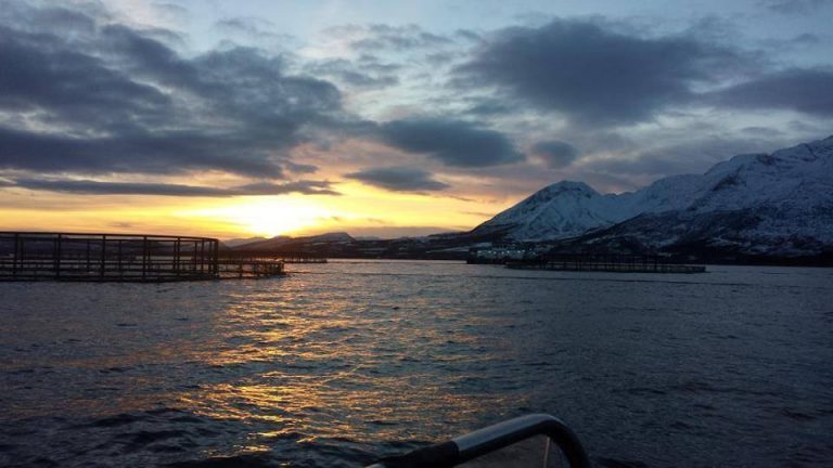 Rømming hos SalMar i Troms for andre gang på tre uker
