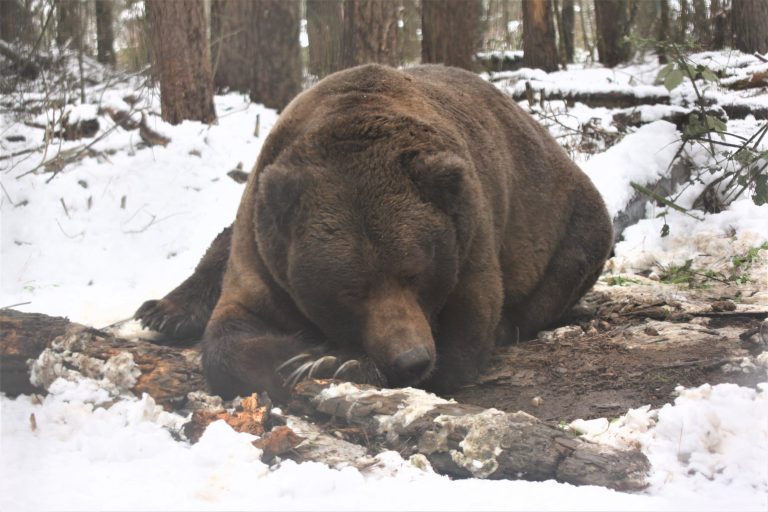Bitter på eksen? Her kan du kalle opp en laks etter din tidligere kjæreste, og servere den til en grizzlybjørn på et halvt tonn