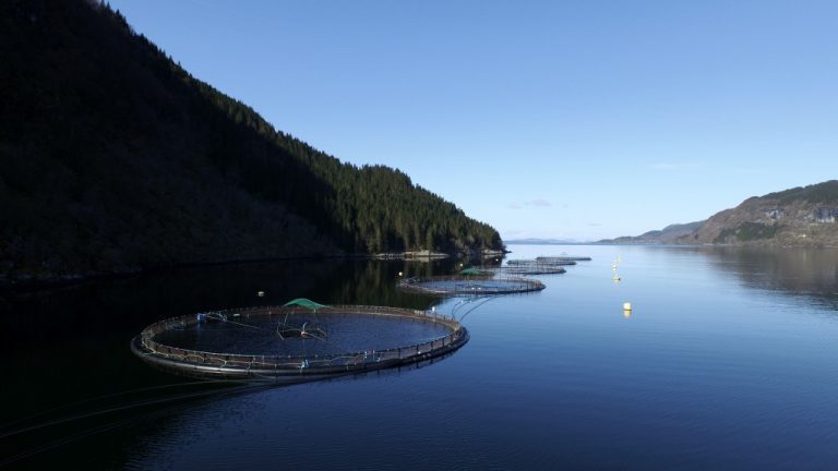 Er blitt en populær fjord for makrellstørjen: – Det har vært tilstrekkelig med attraktive byttedyr