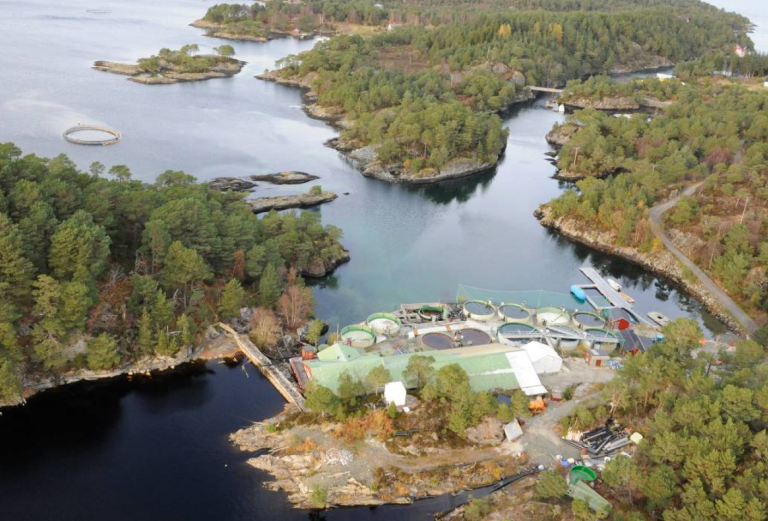 Svanøy Havbruk stopper settefiskproduksjonen i Marøysundet: – Vi må vurdere om det er rett å satse videre