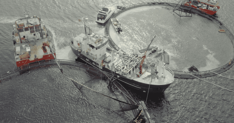 Nekton Havbruk satser videre på FLS i lusekontroll – inngår treårig avtale med Pure Shipping