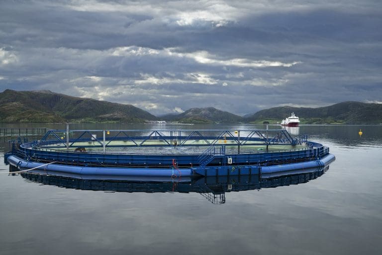 NRS og Midt-Norsk Havbruk skroter fusjonsplaner