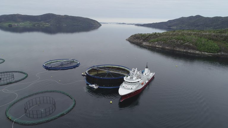 I de tradisjonelle oppdrettsmerdene rett ved siden av var det mye lus, mens i Aquatraz har det ikke vært behov for avlusing
