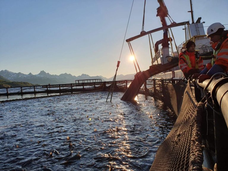Nordlaks berget fisken fra Kalvhodet