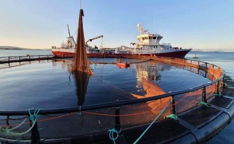 Nordlaks: – Spørsmålet er hvor mye vi rekker før algene kommer