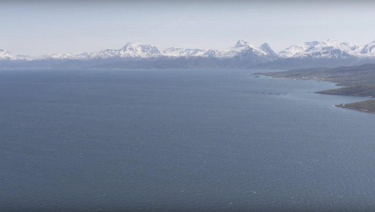 Alger fører til at oppdrettsfisk dør i Nordland og Troms