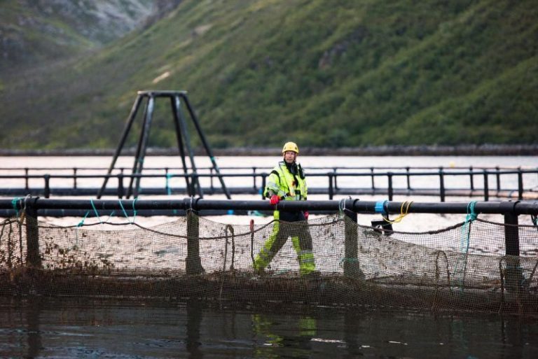 Norway Royal Salmons virksomhet i sør vurderes solgt: – Jeg kan bekrefte at det er diskusjon med flere aktører