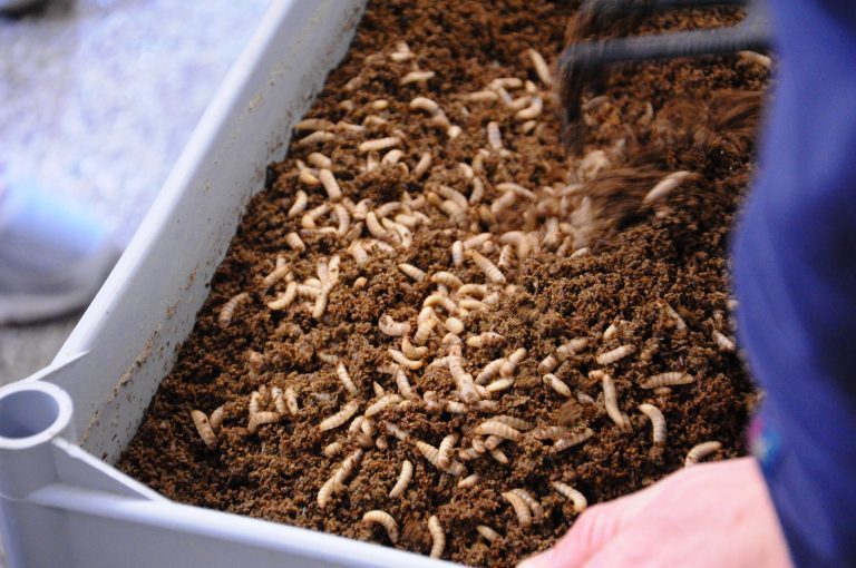 Skal investere 325 millioner kroner i Danmarks første kommersielle insektsfarm