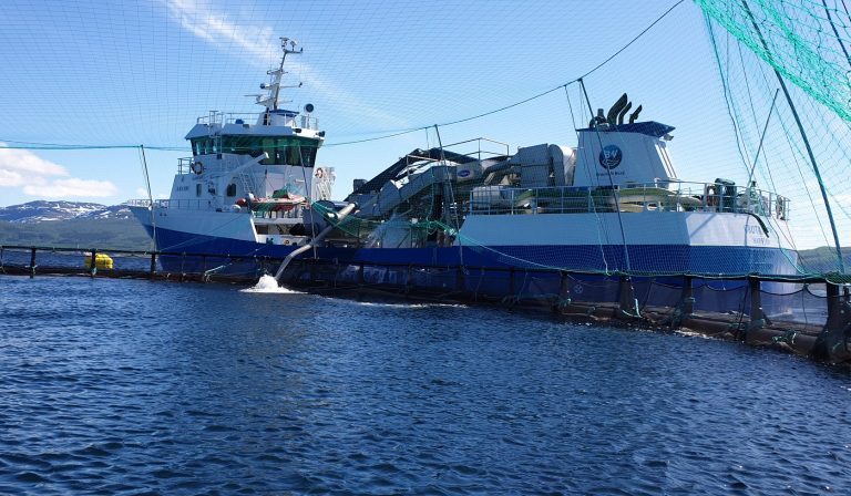 Vellykket smoltutsett hos to algerammede oppdrettere: – Situasjonen ser veldig bra ut