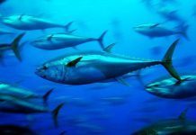 – Stimer av stor makrellstørje har blitt observert svømmende tett rundt oppdrettsanlegg
