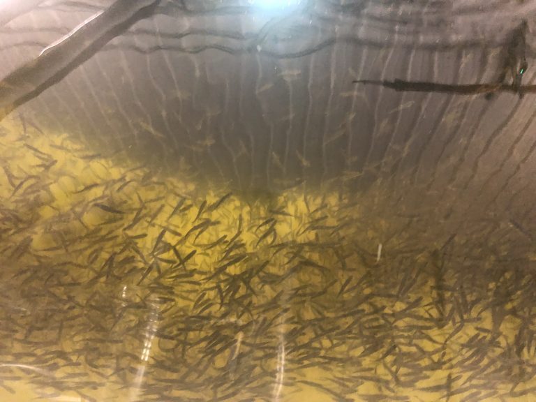 Bergensfamilier jakter 120 millioner dollar til landbasert lakseoppdrett i Japan