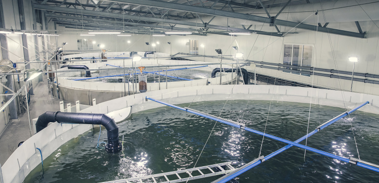Salangfisk kan ha mistet opptil 800.000 smolt: – 2019 blir et år vi ønsker å glemme