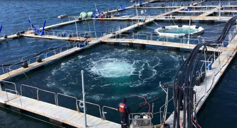 – Vi kaller det en «vulkan» og fisken ser ut til å stortrives i det oksygenrike vannet