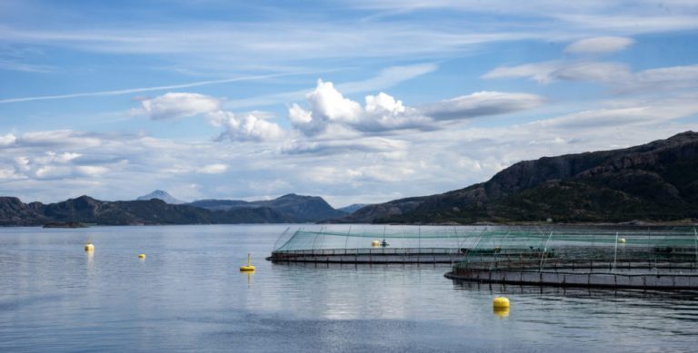 &laquo;Gjeninnføring av &laquo;stamping out&raquo; kan medføre en rasering av oppdrettsnæringen i produksjonsområde 7″