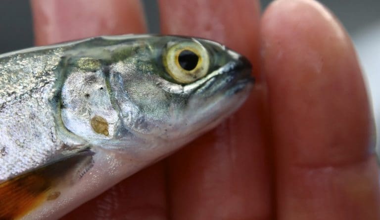 HIs luseovervåking: – Spesielt i de lange fjordene på Vestlandet er det mye lus på laksen