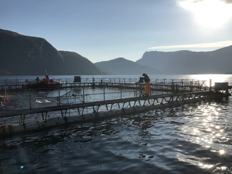 Nordfjord Forsøksstasjon har investert seks mill. i ny lokalitet – prøver ut fermentert raps i fôret