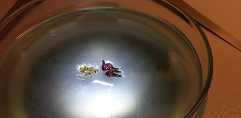 Planktonic: – Oppdrettsbransjen har blitt voldtatt av artemia-produsenter i 40 år