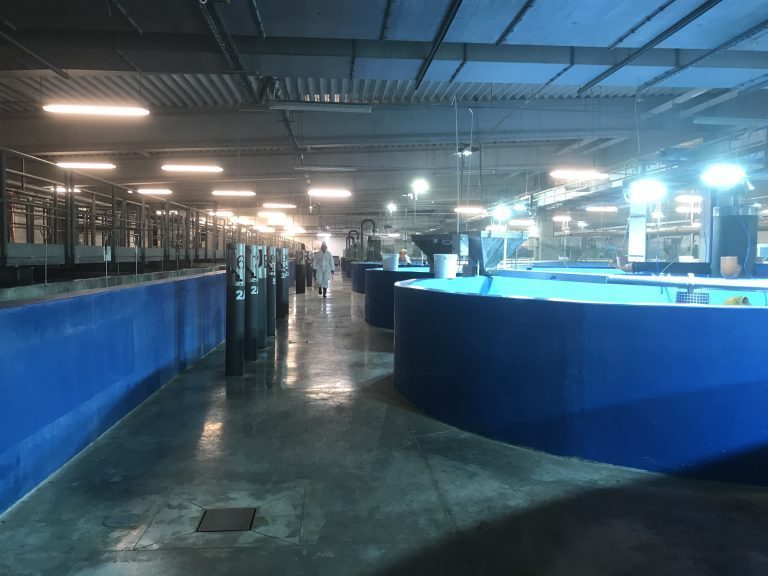 Aqua Maof oppdretter 17 forskjellige arter – på land