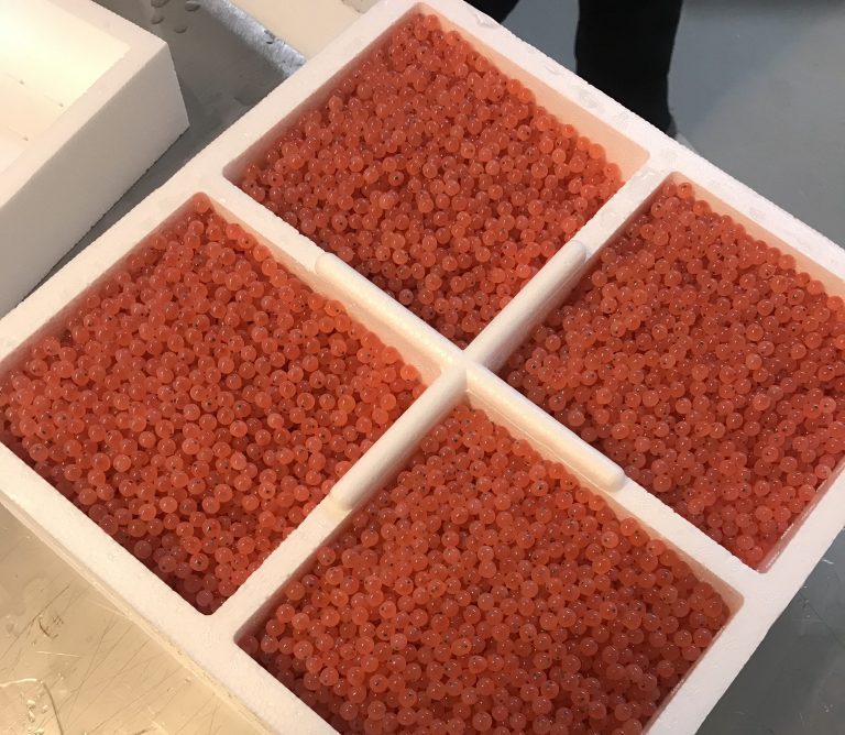 Slik vil Nekton unngå tidlig kjønnsmodning i sjø