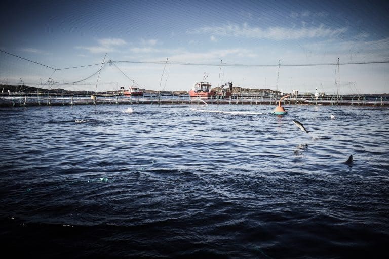 På tide med en nasjonal dugnad for bedre fiskehelse