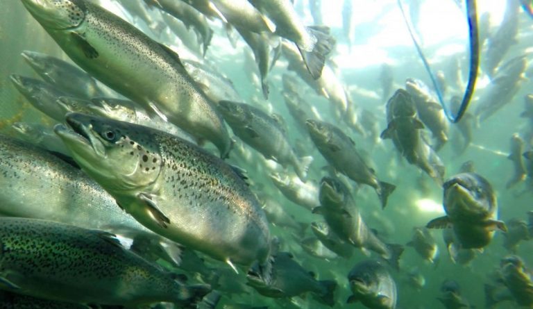 Forskningsprosjekt: Tre av fire fisk rømmer på grunn av dette