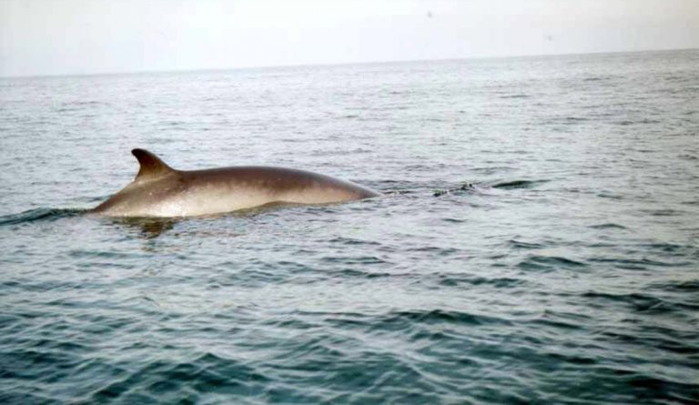Vågehval førte til lakserømming hos Lerøy: – Har rett og slett fått god fart og kommet seg gjennom til fisken