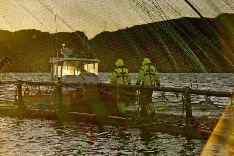 Mowi inngår global rammeavtale med AKVA group