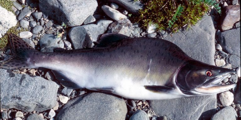 Fangsten av pukkellaks ble syvdoblet fra 2019