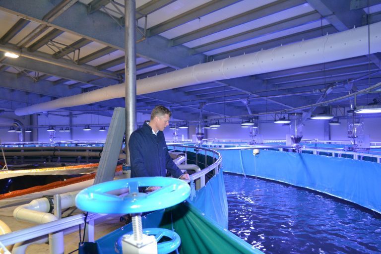 Fredrikstad Seafoods vil satse på yellowtail kingfish fremfor laks