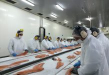 Chile vokste raskere enn alle andre i fjor: – De har hatt god tilvekst i sjø, lavere dødelighet og høyere snittvekter