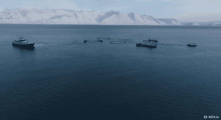 Island økte lakseproduksjonen med 35 prosent