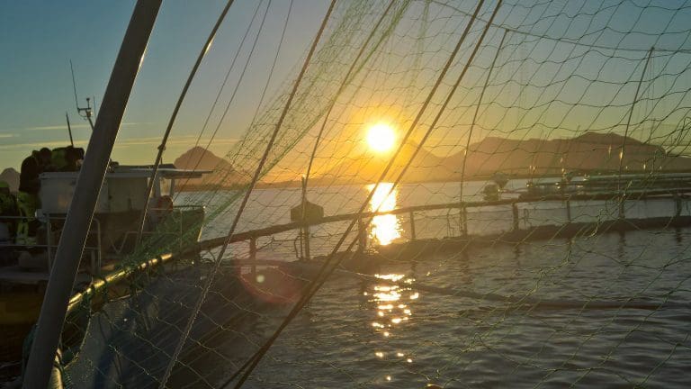 Ser store fordeler med høy marin råstoffandel i fôret